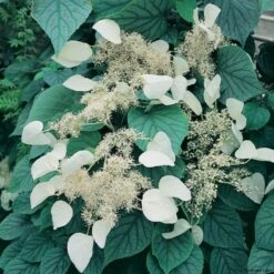 Schizophragma Hydrangeoides Moonlight