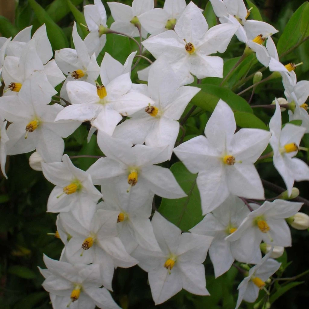 Solanum Jasminoides Album