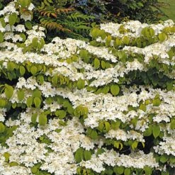 Viorne De Chine - Viburnum Plicatum Mariesii Great Star