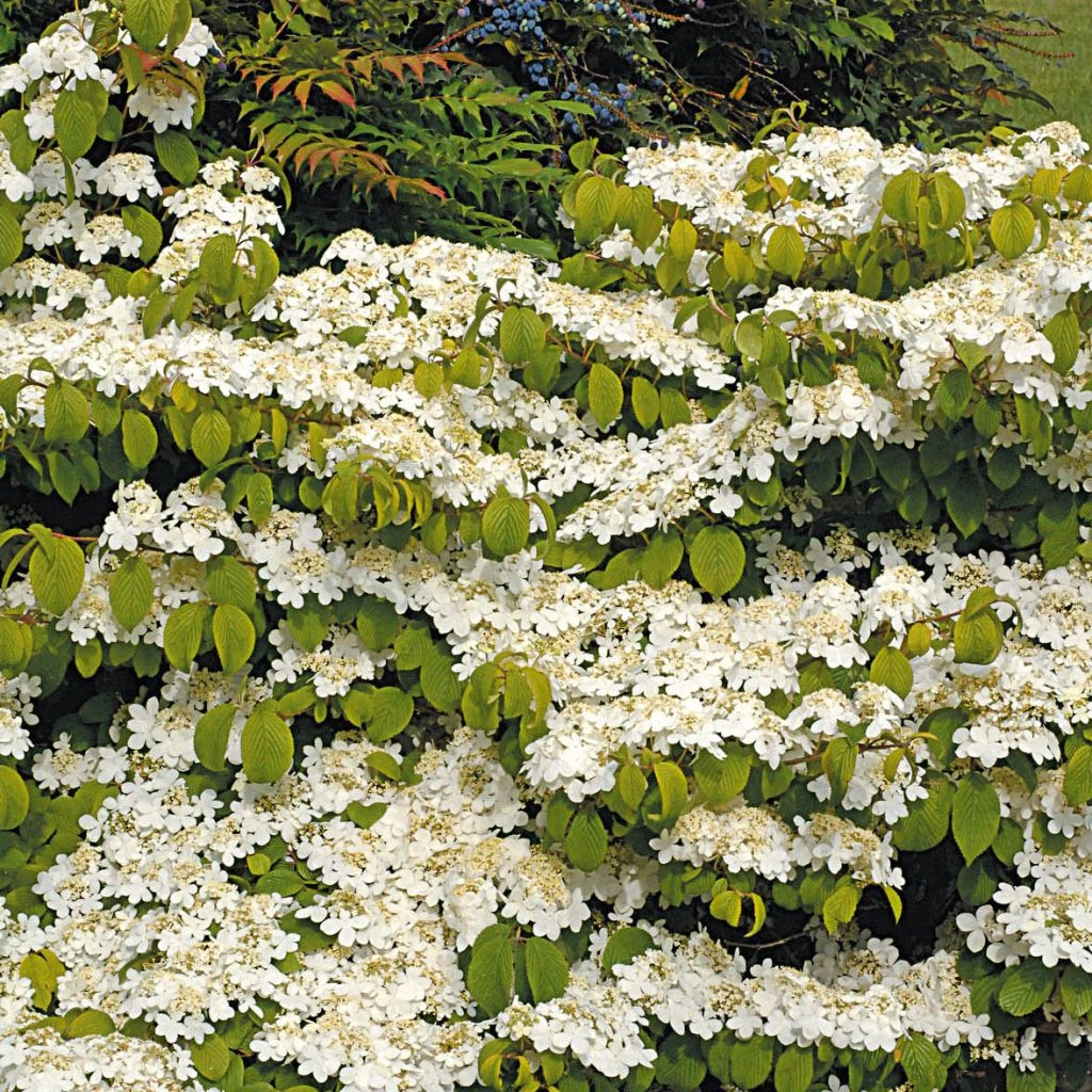 Viorne De Chine - Viburnum Plicatum Mariesii Great Star