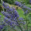 Vitex Agnus-castus Delta Blues - Gattilier